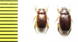 Melolonthinae sp., pair  Indonesia, Papua - INSECTS-STORE.RU