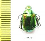 Rutelinae sp.  China, Yunnan prov. - INSECTS-STORE.RU