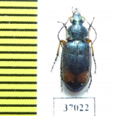 Carabidae sp.  South Africa Rep. - INSECTS-STORE.RU