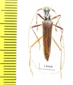 Novantinoe sp.  Ecuador - INSECTS-STORE.RU