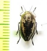 Cyphosoma tataricum  Russia, Astrakhan reg. - INSECTS-STORE.RU