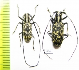 Epepeotes luscus densemaculatus, pair  Laos - INSECTS-STORE.RU