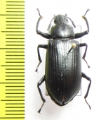 Tenebrionidae sp.  India - INSECTS-STORE.RU