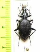 Scaphinotus marginatus  USA - INSECTS-STORE.RU