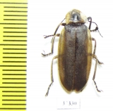 Lampyridae sp.  Ecuador - INSECTS-STORE.RU