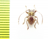 Microcleptes aranea  Chile - INSECTS-STORE.RU