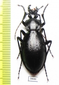 Carabus (Oreocarabus) titanus titanus, female  China - INSECTS-STORE.RU