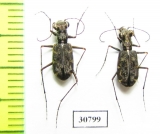 Oceanella vitiensis, pair  Fiji, Viti Levu isl. - INSECTS-STORE.RU