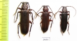 Arhopalus rusticus  Russia, Tver reg. - INSECTS-STORE.RU