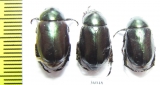 Rutelinae sp.  Thailand - INSECTS-STORE.RU