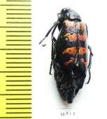 Meloidae sp.  China, Sichuan prov. - INSECTS-STORE.RU