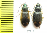 Carabidae sp.  South Africa Rep. - INSECTS-STORE.RU