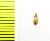 Melyridae sp.?  Argentina - INSECTS-STORE.RU