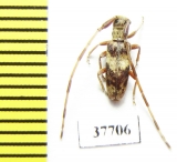 Cerambycidae sp.  South Africa Rep. - INSECTS-STORE.RU