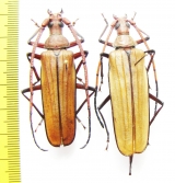 Aegosoma ? gigantea, pair  Malaysia, Borneo 54/57mm - INSECTS-STORE.RU