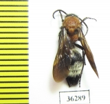 Mutillidae sp.  Russia, Astrakhan reg. - INSECTS-STORE.RU