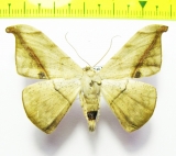 Geometridae sp.  Bolivia - INSECTS-STORE.RU