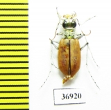 Lophyra barbifrons marqueza, male  South Africa Rep. - INSECTS-STORE.RU