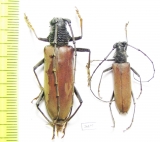 Cerambycidae sp., pair  Costa Rica - INSECTS-STORE.RU