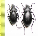Carabus (Pachystus) tamsi, pair  Azerbaijan - INSECTS-STORE.RU