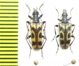 Evodinellus borealis, pair  Russia, Tver reg. - INSECTS-STORE.RU