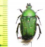 Cetoniinae sp.  Indonesia, Sulawesi - INSECTS-STORE.RU