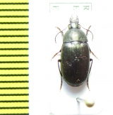 Carabidae sp.  South Africa Rep. - INSECTS-STORE.RU