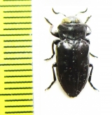 Chrysobothris sp.  Peru - INSECTS-STORE.RU