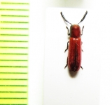 Cleridae sp.  Malaysia, Borneo - INSECTS-STORE.RU