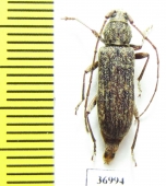 Cerambycidae sp.  South Africa Rep. - INSECTS-STORE.RU