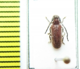 Cerambycidae sp.  Malawi - INSECTS-STORE.RU