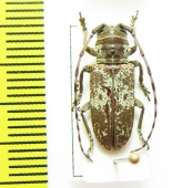 Cerambycidae sp.  Gabon - INSECTS-STORE.RU