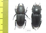 Dorcus parallelopipedus, pair  Russia, N.Caucasus - INSECTS-STORE.RU