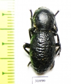 Zopheridae sp.  Mexico - INSECTS-STORE.RU