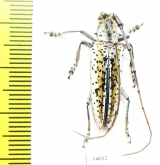 Deliathis quadrilineator, male  Ecuador - INSECTS-STORE.RU