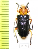 Glenida sp.  Laos - INSECTS-STORE.RU