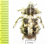 Brachyceridae sp.2  South Africa Rep. - INSECTS-STORE.RU