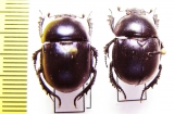 Trypocopris ? fulgidus  Turkey - INSECTS-STORE.RU