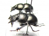 Lethrus kabaki, pair  Kirgizstan - INSECTS-STORE.RU