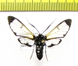 Erebidae sp.  Ecuador - INSECTS-STORE.RU