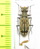 Lophyra neglecta intermedia  South Africa Rep. - INSECTS-STORE.RU