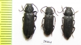 Asemum striatum  Russia, Tver reg. - INSECTS-STORE.RU