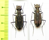 Lophyra striolata  Thailand - INSECTS-STORE.RU