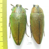 Steraspis sp.  Zambia - INSECTS-STORE.RU