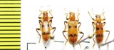 Cleridae sp.  Malaysia, Borneo - INSECTS-STORE.RU