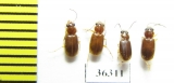 Carabidae sp.  India - INSECTS-STORE.RU