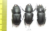 Dorcus parallelopipedus, pair  Russia, N.Caucasus - INSECTS-STORE.RU