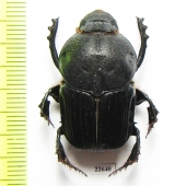 Heteronitis sp.  South Africa Rep. - INSECTS-STORE.RU