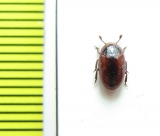 Monomma sp.  Peru - INSECTS-STORE.RU