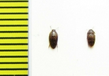 Mycetophagidae sp.  Malaysia - INSECTS-STORE.RU